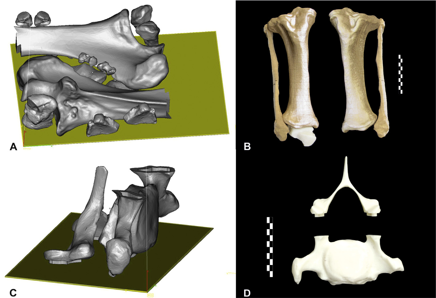 3D printed skeletal replicas and build preparation for Palaeoloxodon tiliensis bones