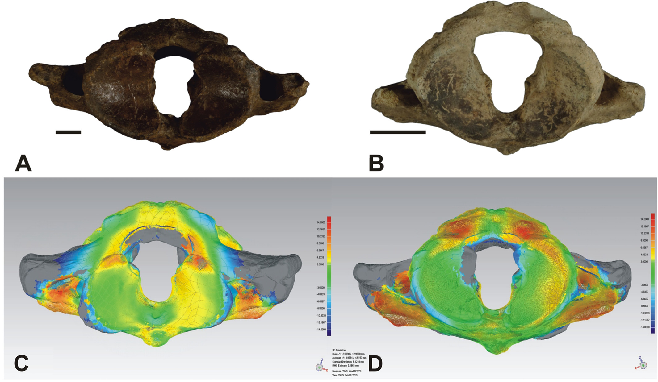 3D morphological comparison between Palaeoloxodon antiquus and Palaeoloxodon tiliensis atlas bones
