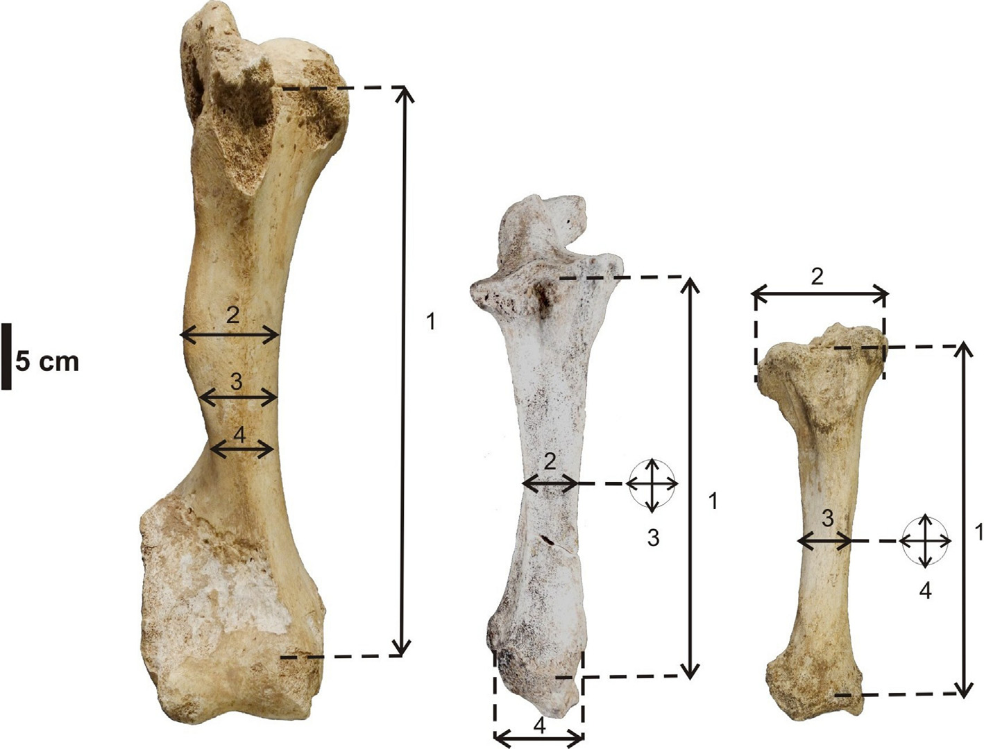 Measurement methodology for Palaeoloxodon tiliensis humerus, ulna and tibia bones