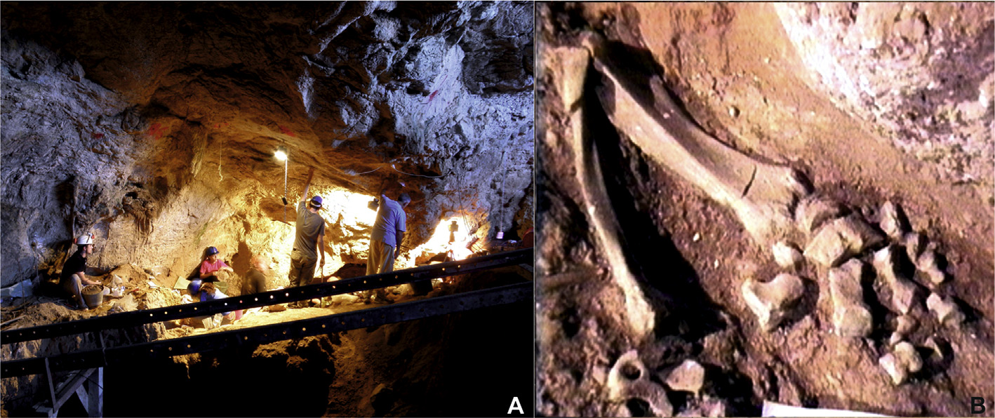 Charkadio Cave excavation and Palaeoloxodon tiliensis skeletal remains in anatomical association
