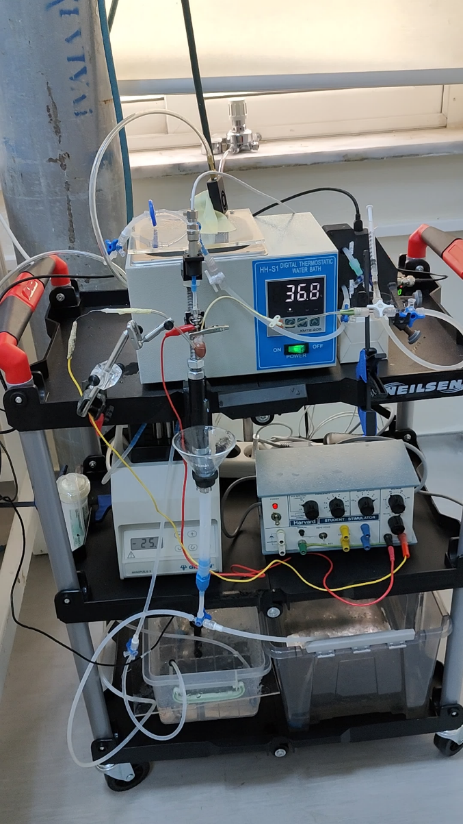 Front view of the experimental ex-vivo rat-heart perfusion prototype