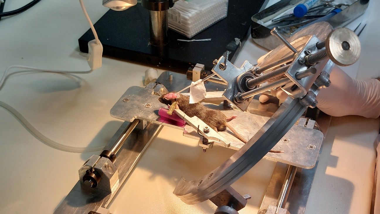 Stereotaxic device in use during a mouse neuroscience procedure