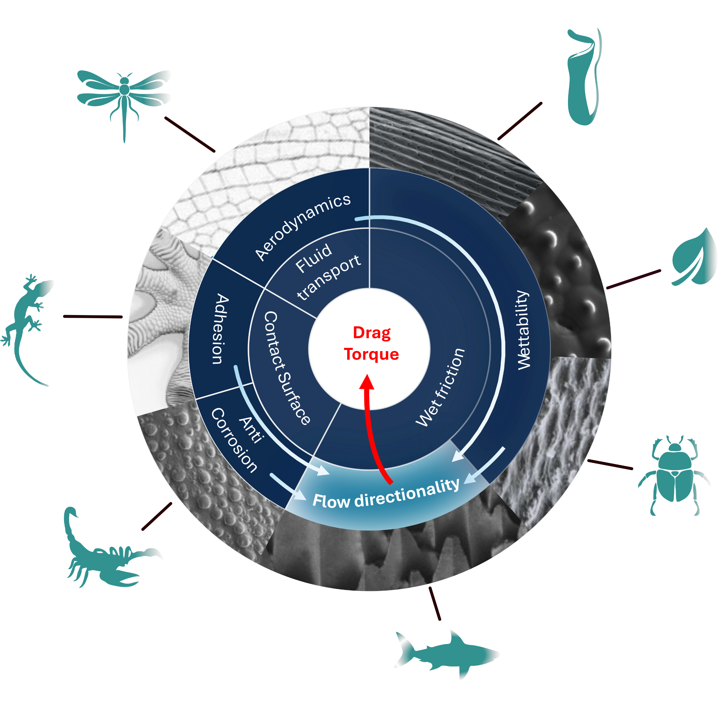 Concept diagram relating bio-inspired hierarchical surfaces to drag torque, flow directionality, wettability and wet friction